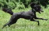 A photo of Sunridge Gallant Night Warrior, a blue standard poodle