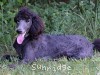 A photo of Sunridge Gallant Night Warrior, a blue standard poodle