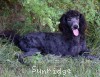 A photo of Sunridge Gallant Night Warrior, a blue standard poodle