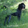 A photo of Sunridge Gallant Night Warrior, a blue standard poodle