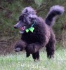 A photo of Sunridge Gallant Night Warrior, a blue standard poodle