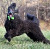 A photo of Sunridge Gallant Night Warrior, a blue standard poodle