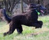 A photo of Sunridge Gallant Night Warrior, a blue standard poodle