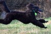 A photo of Sunridge Gallant Night Warrior, a blue standard poodle