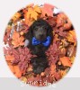 A photo of Blackwell, a blue standard poodle puppy