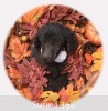 A photo of Lacey Lynn, a blue standard poodle