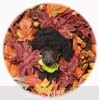 A photo of Gina, a blue standard poodle puppy