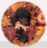 A photo of Organza, a blue standard poodle puppy