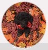 A photo of Rockwell, a black standard poodle puppy