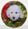A photo of Baki, a white standard poodle puppy
