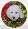 A photo of Baki, a white standard poodle