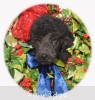 A photo of Brody, a blue standard poodle puppy