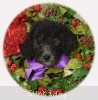 A photo of Zita, a silver standard poodle puppy