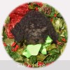 A photo of Genoa, a silver standard poodle puppy