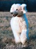 A photo of Sunridge Unforgettable Moonlight Prince, a white standard poodle