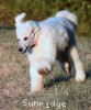 A photo of Sunridge Unforgettable Moonlight Prince, a white standard poodle