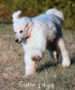 A photo of Rudy, a white standard poodle puppy