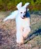 A photo of Sunridge Unforgettable Moonlight Prince, a white standard poodle