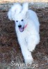 A photo of Sunridge Unforgettable Moonlight Prince, a white standard poodle