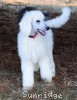 A photo of Sunridge Unforgettable Moonlight Prince, a white standard poodle