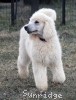 A photo of Sunridge Unforgettable Moonlight Prince, a white standard poodle