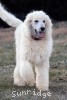 A photo of Sunridge Unforgettable Moonlight Prince, a white standard poodle