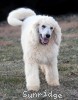 A photo of Sunridge Unforgettable Moonlight Prince, a white standard poodle