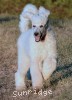 A photo of Sunridge Unforgettable Moonlight Prince, a white standard poodle