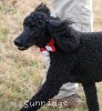 A photo of Gigi, a black standard poodle