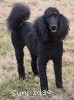 A photo of Gigi, a black standard poodle