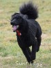 A photo of Gigi, a black standard poodle
