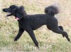 A photo of Gigi, a black standard poodle