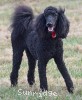 A photo of Gigi, a black standard poodle