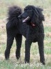 A photo of Nykki, a black standard poodle