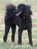 A photo of Gigi, a black standard poodle