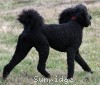 A photo of Gigi, a black standard poodle