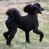 A photo of Gigi, a black standard poodle