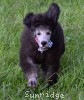 A photo of Prairieland Rock Me All Night Long, a silver standard poodle