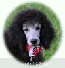 A photo of Prairieland Rock Me All Night Long, a silver standard poodle