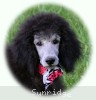 A photo of Prairieland Rock Me All Night Long, a silver standard poodle