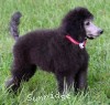 A photo of Prairieland Rock Me All Night Long, a silver standard poodle