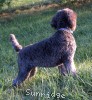 A photo of Prairieland Rock Me All Night Long, a silver standard poodle