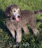 A photo of Prairieland Rock Me All Night Long, a silver standard poodle