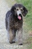 A photo of Prairieland Rock Me All Night Long, a silver standard poodle