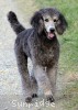 A photo of Prairieland Rock Me All Night Long, a silver standard poodle