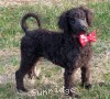 A photo of Rockwell, a black standard poodle puppy