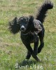 A photo of Bella, a blue standard poodle