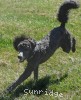 A photo of Bella, a blue standard poodle