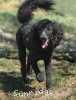 A photo of Bella, a blue standard poodle