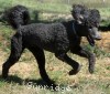 A photo of Bella, a blue standard poodle